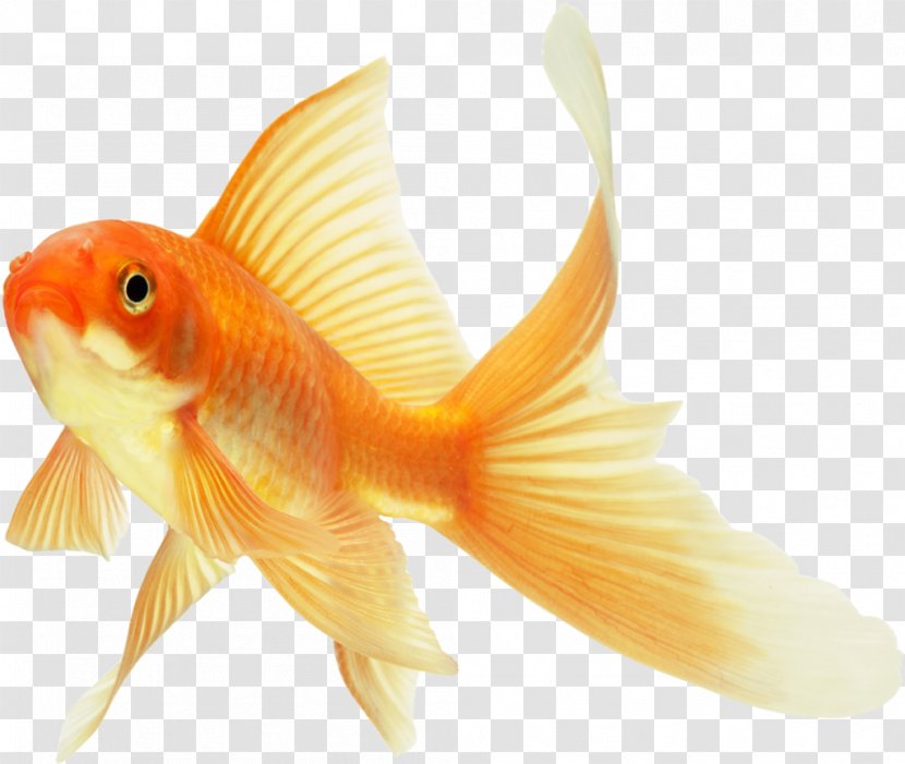 Koi Lionhead Common Goldfish Ryukin Red Cap Oranda - Fish Transparent PNG