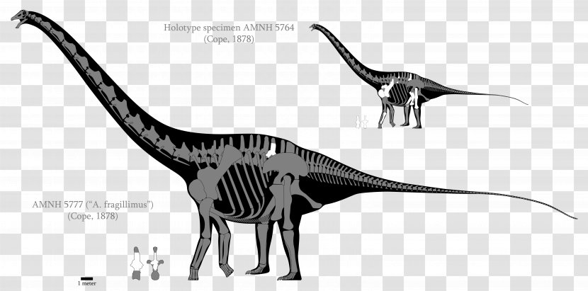 Amphicoelias Argentinosaurus Diplodocus Dinosaur Size Apatosaurus - Mammal Transparent PNG