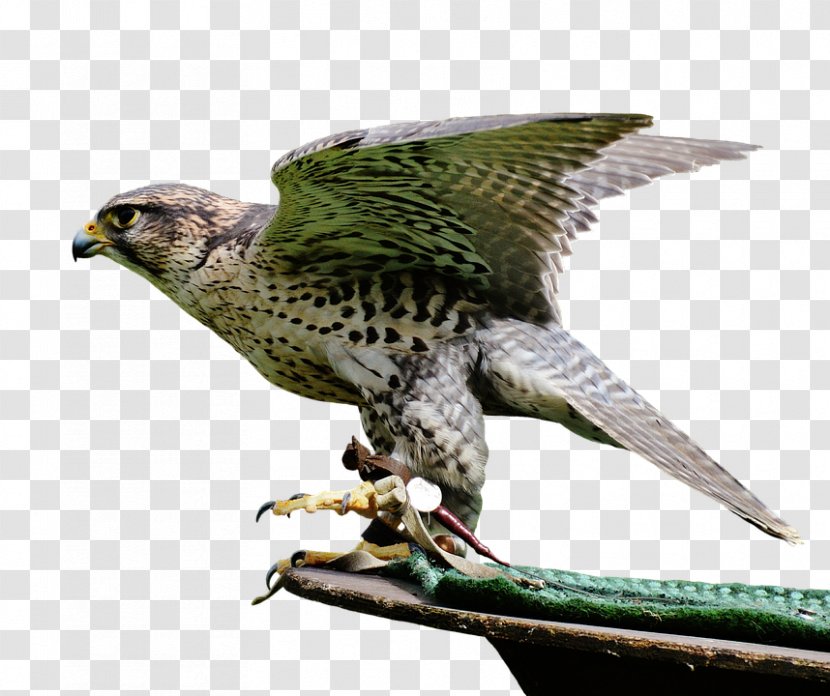 Bird Of Prey Falcon Image - Feather Transparent PNG