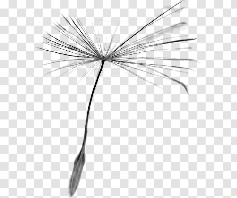 Black And White Taraxacum Platycarpum Photography - Flowering Plant - Grunge Brush Transparent PNG