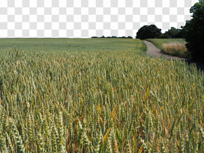 Triticale Field Barley Rye Cereal - Grass Family - Green Wheat Transparent PNG