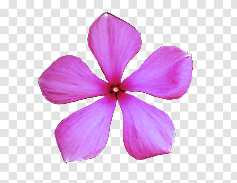 Petal Pink Flower Violet Plant Transparent PNG