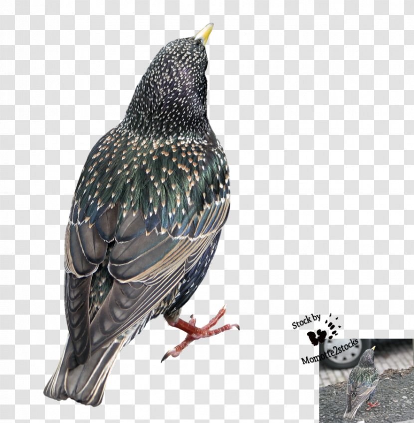 Bird Beak Common Starling Transparent PNG