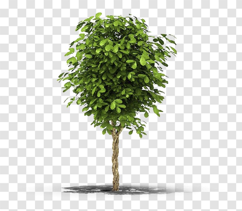 Fig Trees Vine Christmas Tree Evergreen Transparent PNG