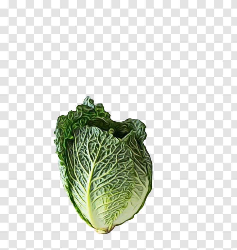 Cabbage Vegetable Savoy Leaf - Wild - Flower Plant Transparent PNG