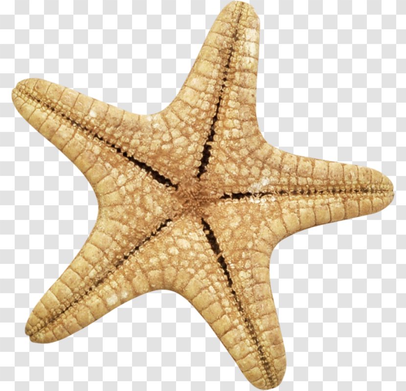 Starfish Yandex Search Echinoderm Transparent PNG