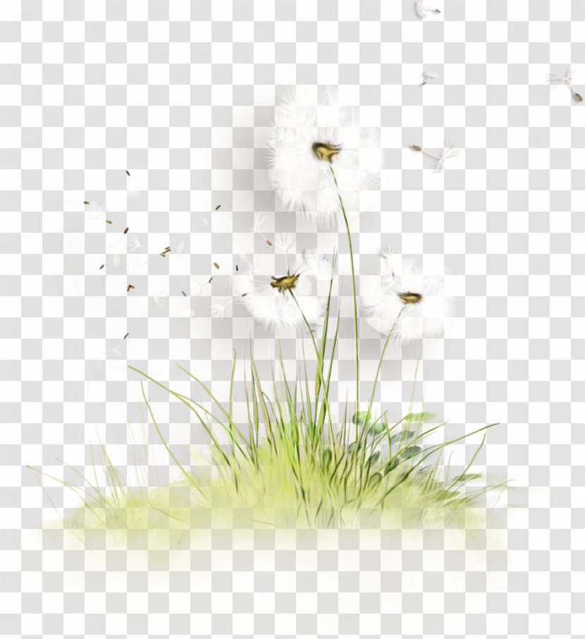 Watercolor Flower Background - Plant Stem - Perennial Sedge Family Transparent PNG