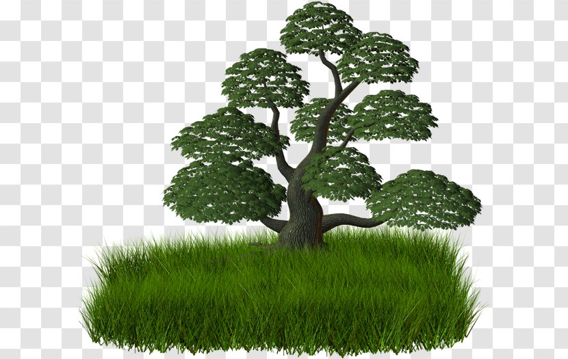 Branch Tree Raster Graphics Clip Art - Shrub Transparent PNG