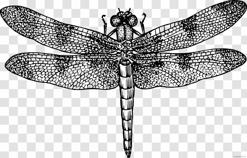 Insect Wing Dragonfly Drawing Clip Art - Fly Transparent PNG