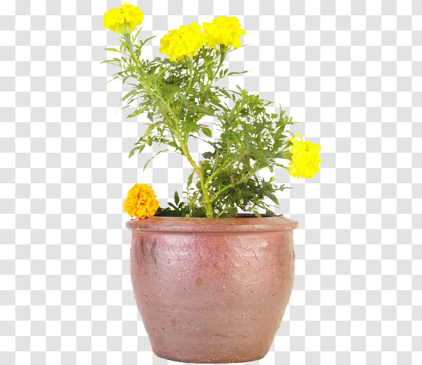 Cut Flowers Chrysanthemum ×grandiflorum Flowerpot SFGate San Francisco - Herb - Death Transparent PNG