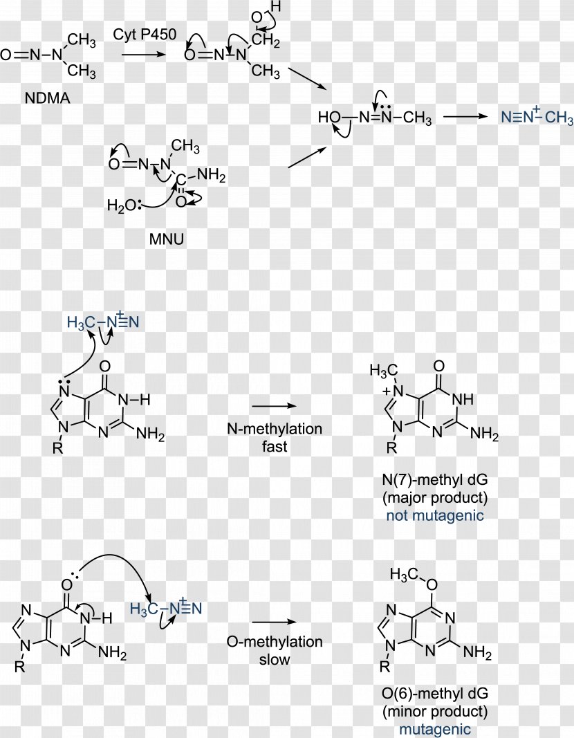 Guanine Cytosine DNA Methylation - Gccontent - Molecular Biology Transparent PNG