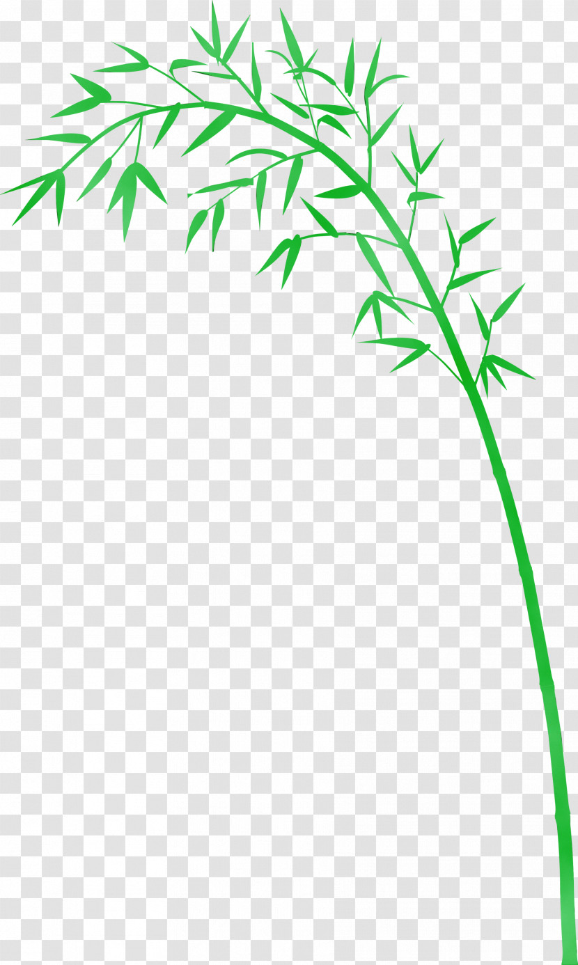 Leaf Plant Plant Stem Grass Grass Family Transparent PNG