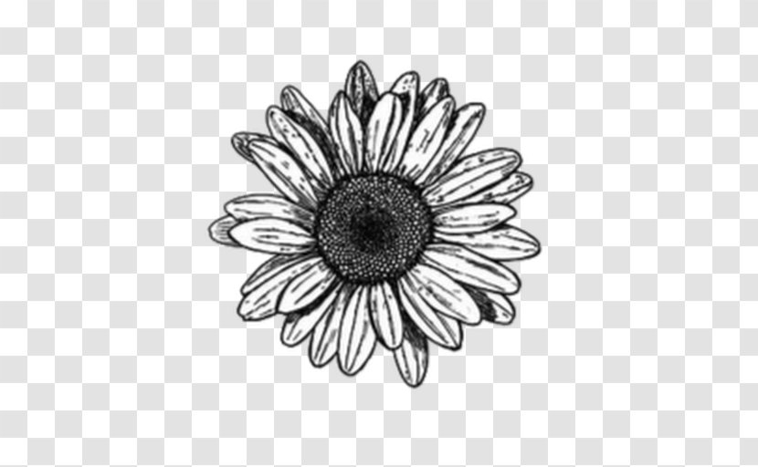Drawing Image Video Illustration Graphics - Sunflower - Drawings Transparent PNG