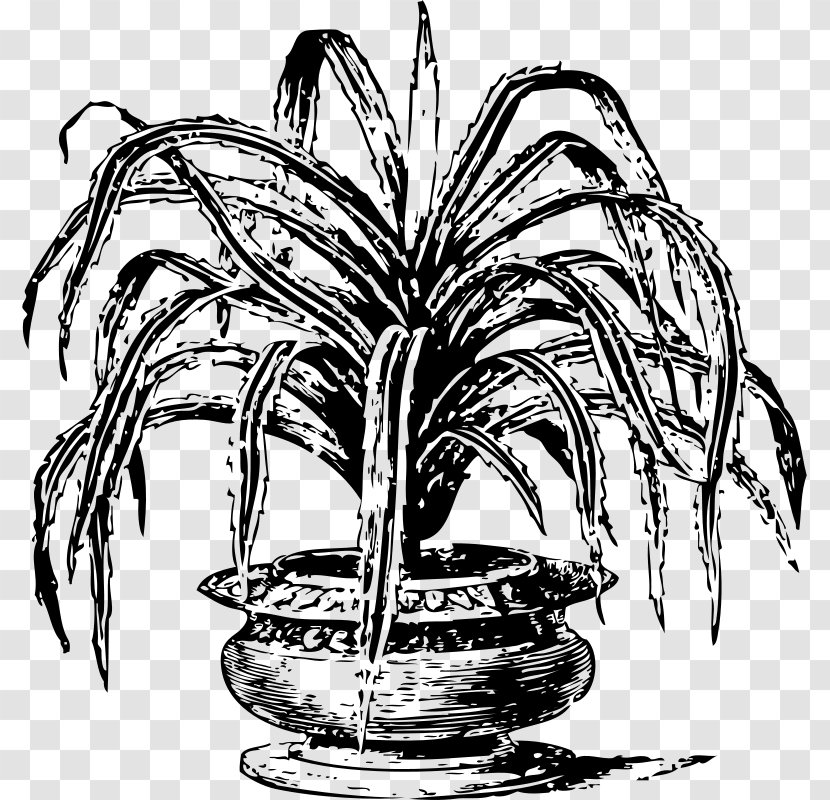 Palm Tree Drawing - Terrestrial Plant - Perennial Transparent PNG