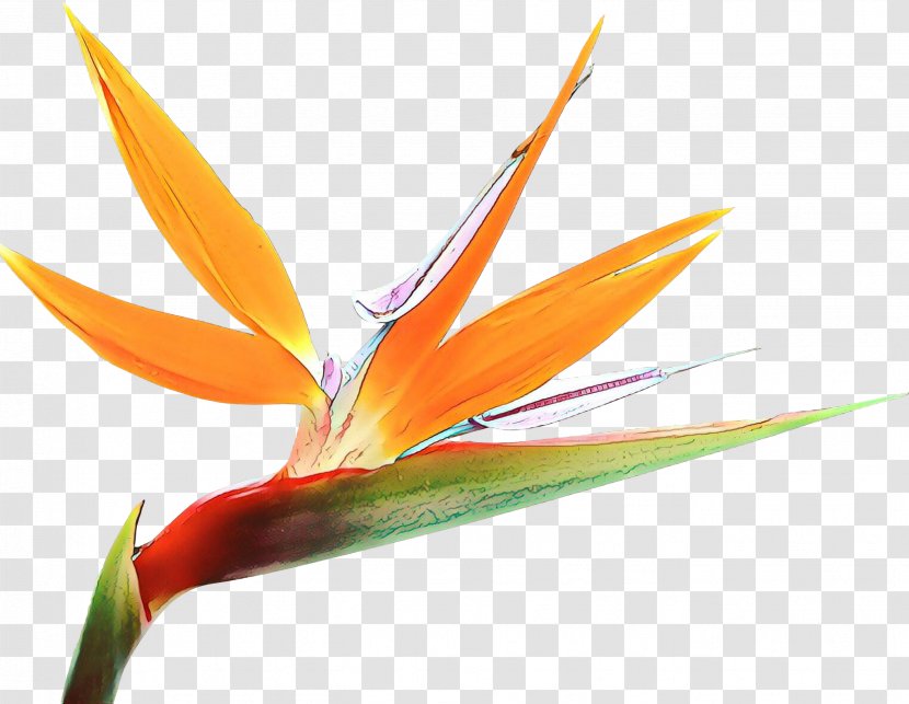Bird Of Paradise - Heliconia - Petal Transparent PNG