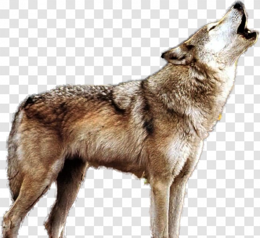 Wolf Drawing - West Siberian Laika Canis Lupus Tundrarum Transparent PNG