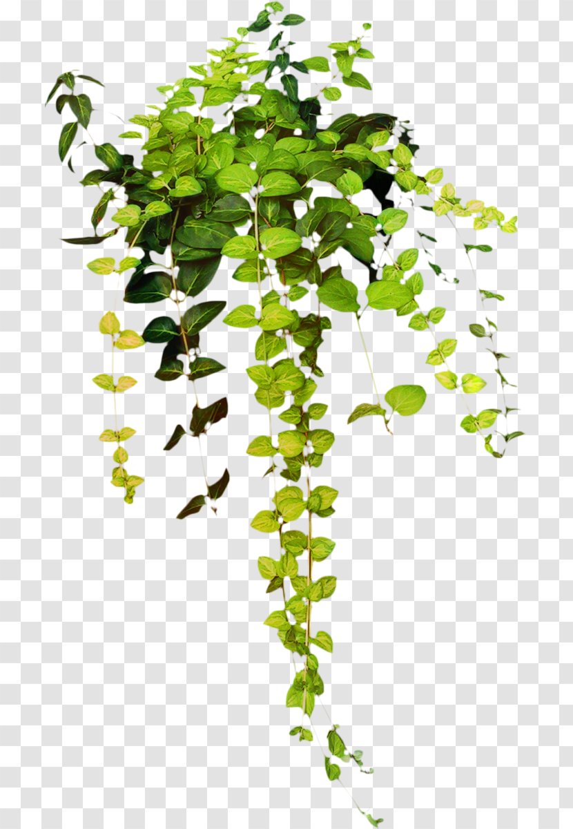 Clip Art Drawing Transparency Image - Plant - Tree Transparent PNG