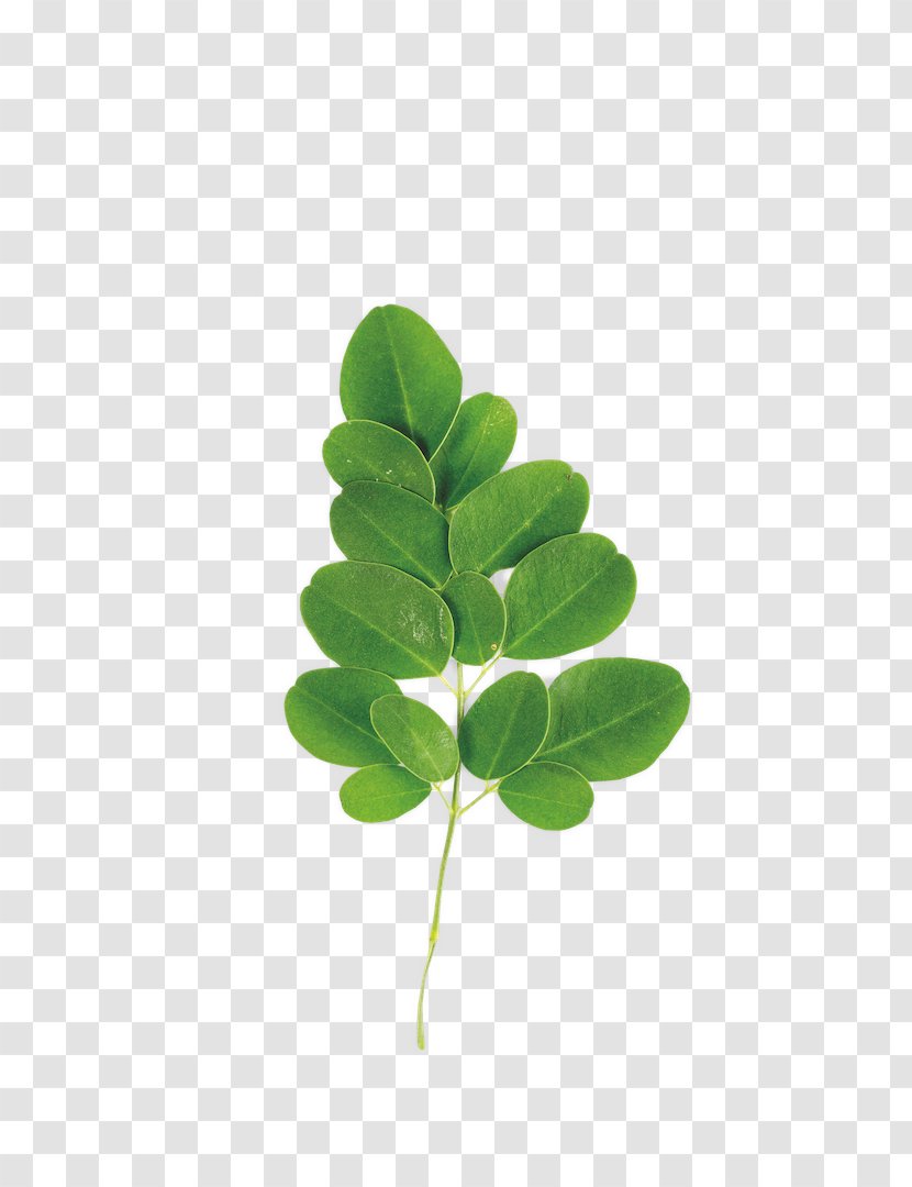 Stock Photography Leaf Royalty-free - Royaltyfree - And Enjoy The Aroma Of Food Transparent PNG