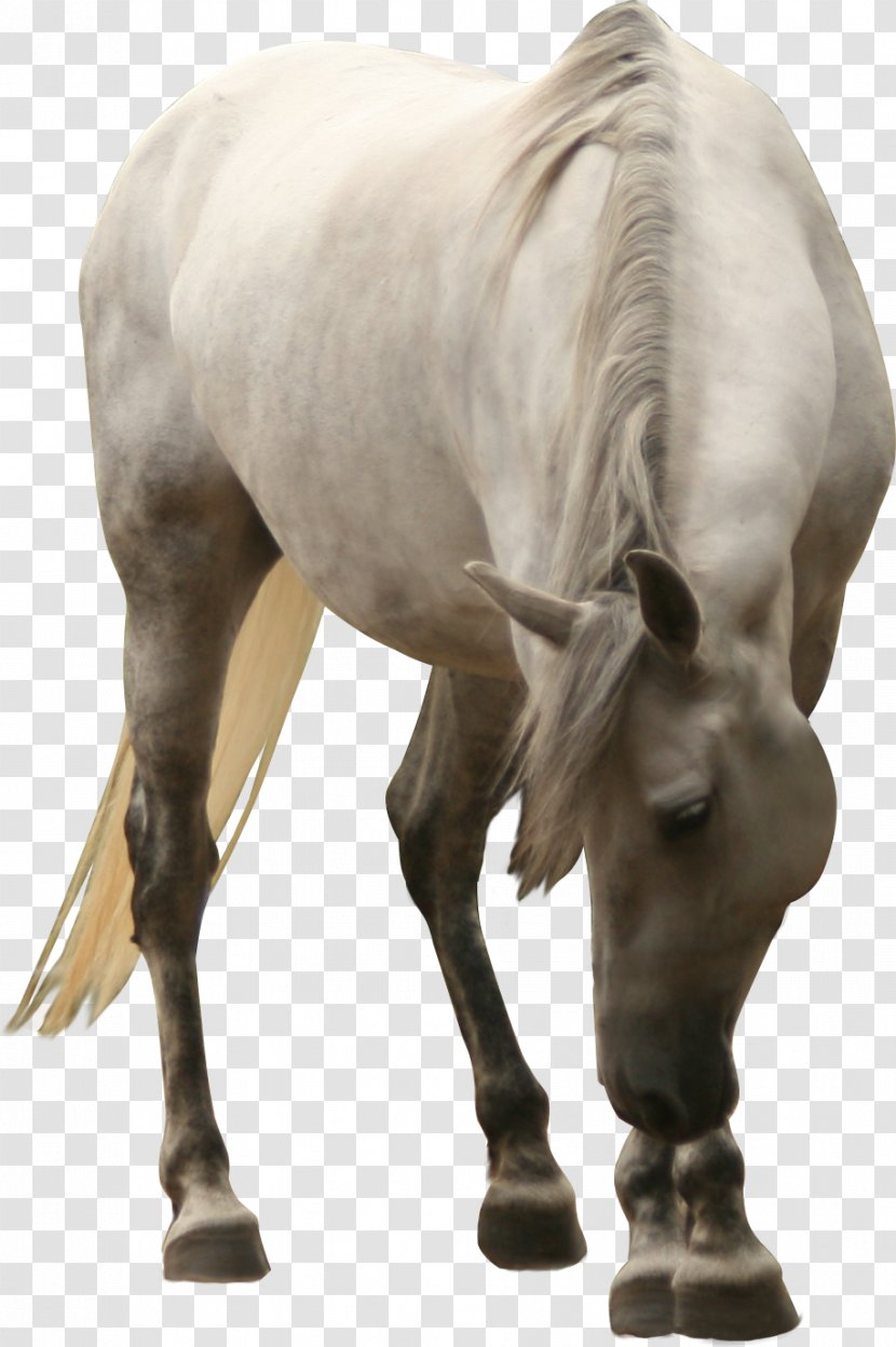Mustang Friesian Horse Akhal-Teke Foal Mare - Neck Transparent PNG