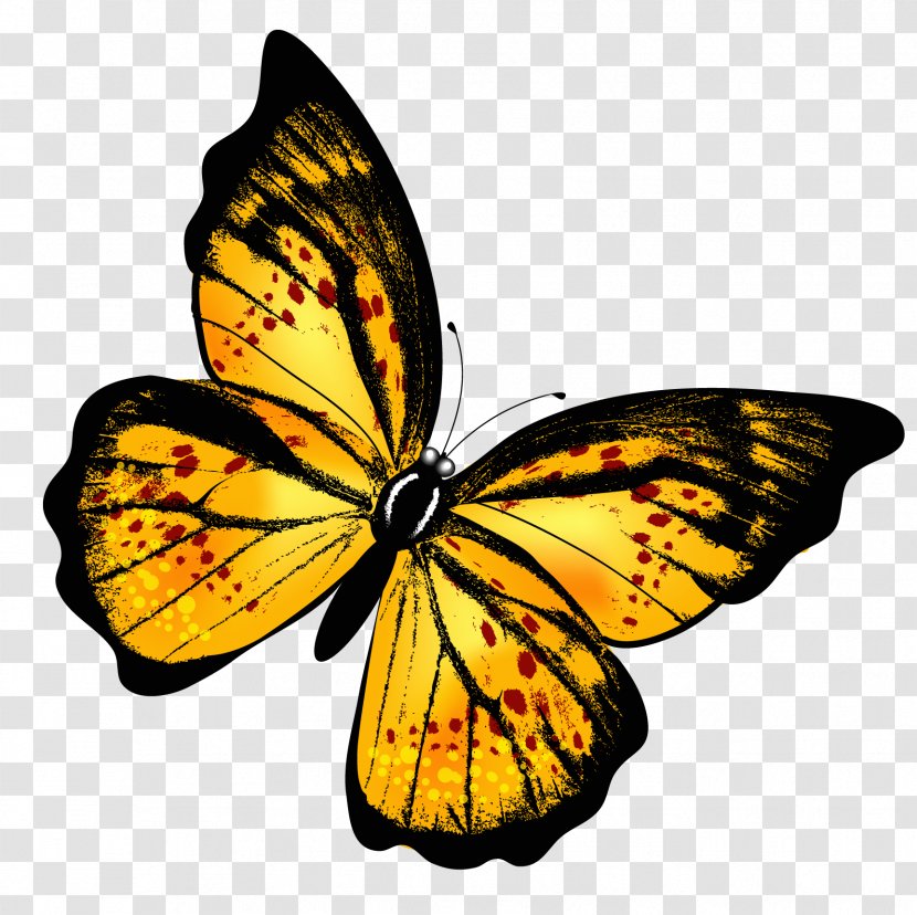 Butterfly Clip Art - Pieridae - Yellow Transparent Clipart Picture Transparent PNG