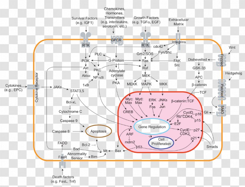 Regulation Of Gene Expression Cancer Cell - Open Biology Transparent PNG