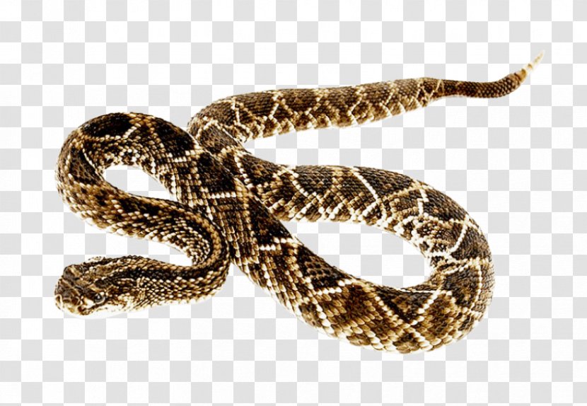 Snakes Eastern Diamondback Rattlesnake Clip Art Transparency - Reptile - Snake Bite Bullets Transparent PNG