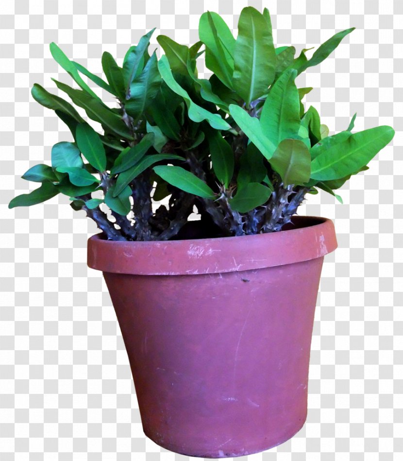 Flowerpot Leaf Houseplant Herb - Thorns CROWN Transparent PNG