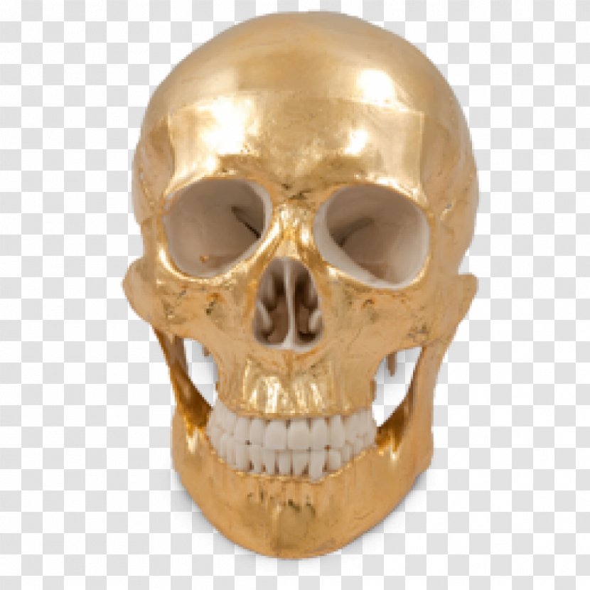 Skull - Bone - Jaw Transparent PNG