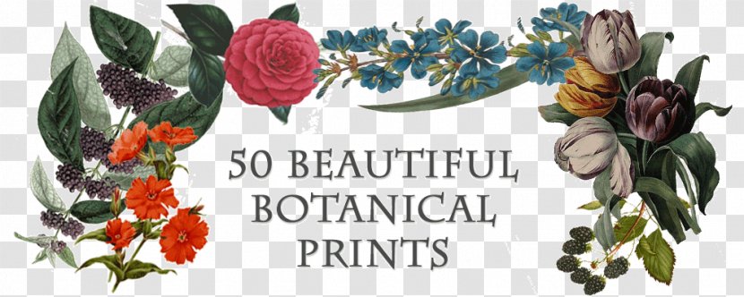 Kew Gardens Lithography Printing Flora - Flower - Botanical Prints Transparent PNG