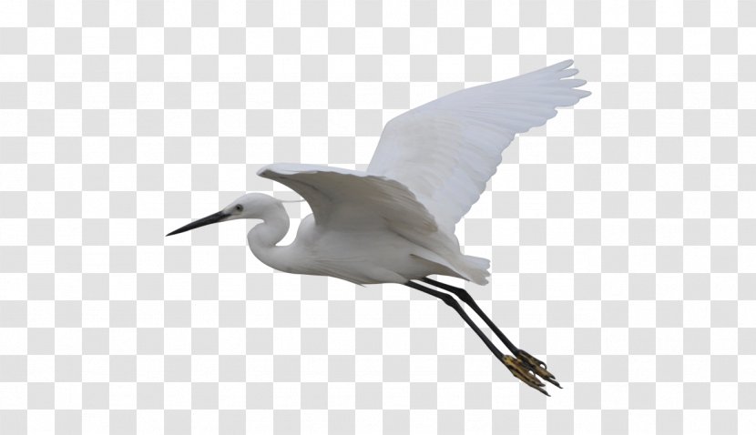 Seabird Crane Wader Beak - Flying Transparent PNG
