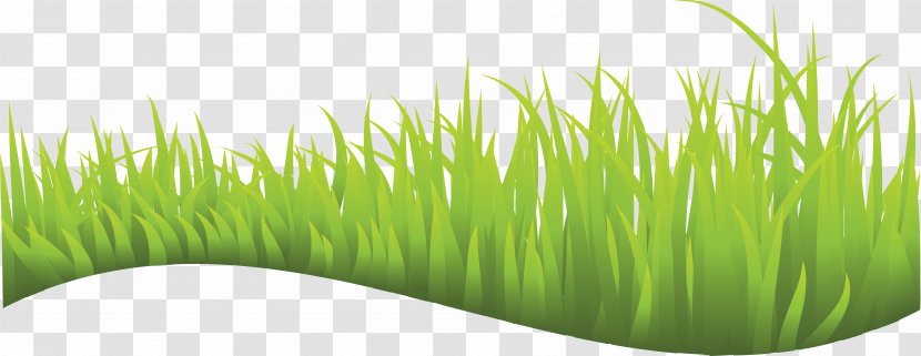 Wheatgrass Vetiver Commodity Lawn Plant Stem - Green - Grass Transparent PNG