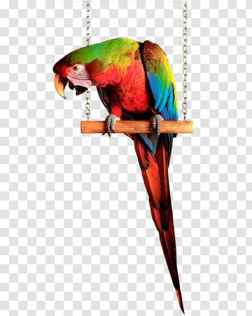 Macaw Parakeet Loriini Bird Feather Transparent PNG
