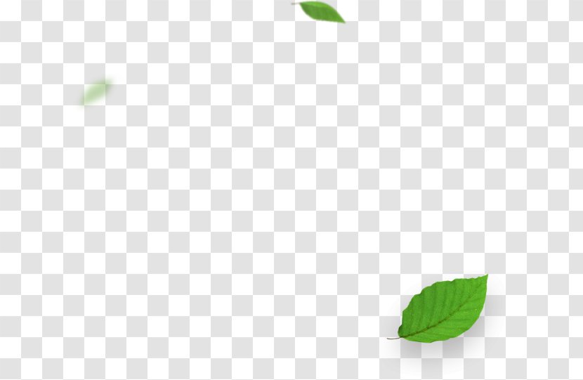 Green Desktop Wallpaper Leaf - Plant - Cash Prize Transparent PNG