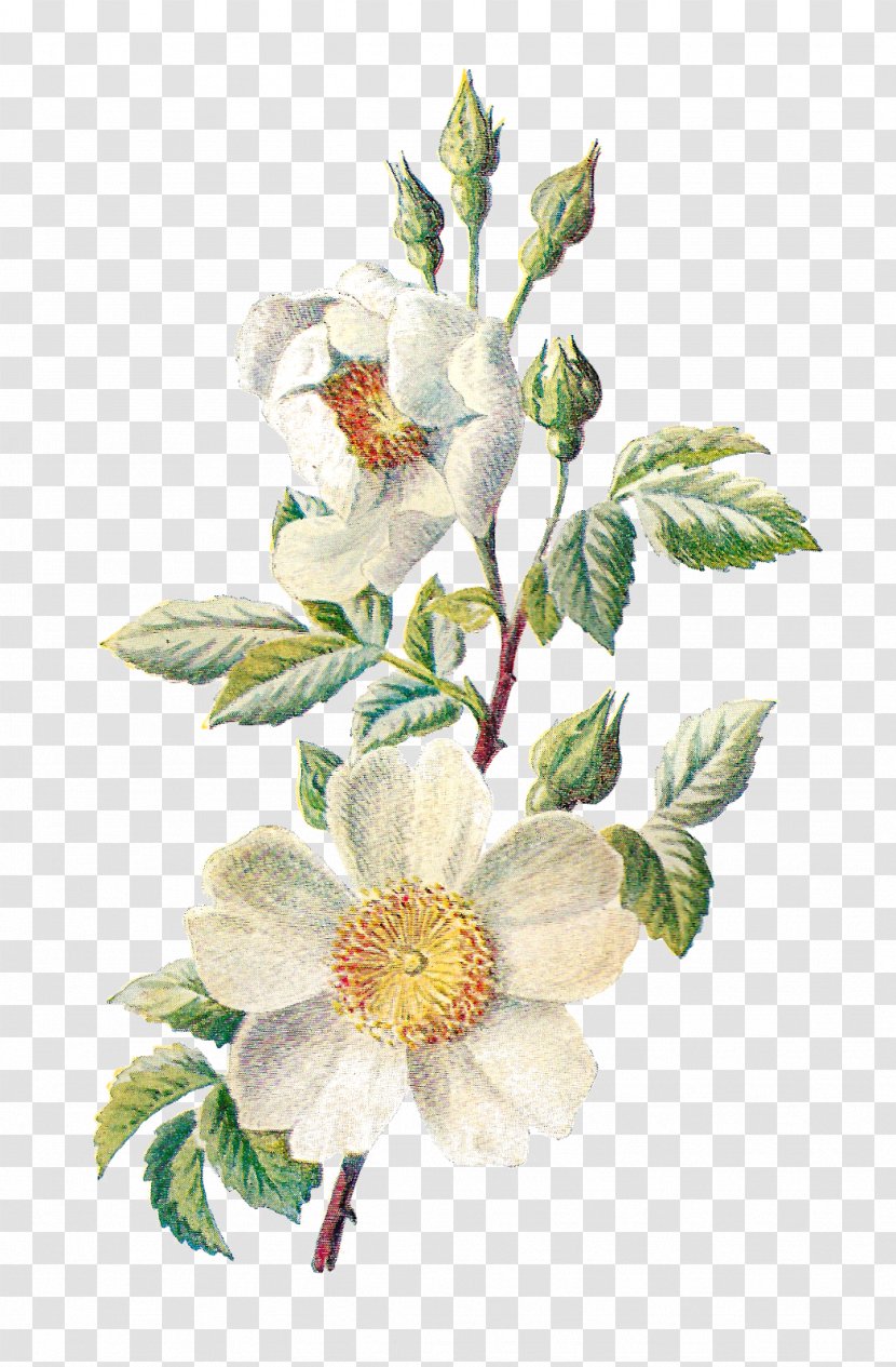 Familiar Wild Flowers Field Rose Dog-rose Plant - Printing - Botanical Transparent PNG