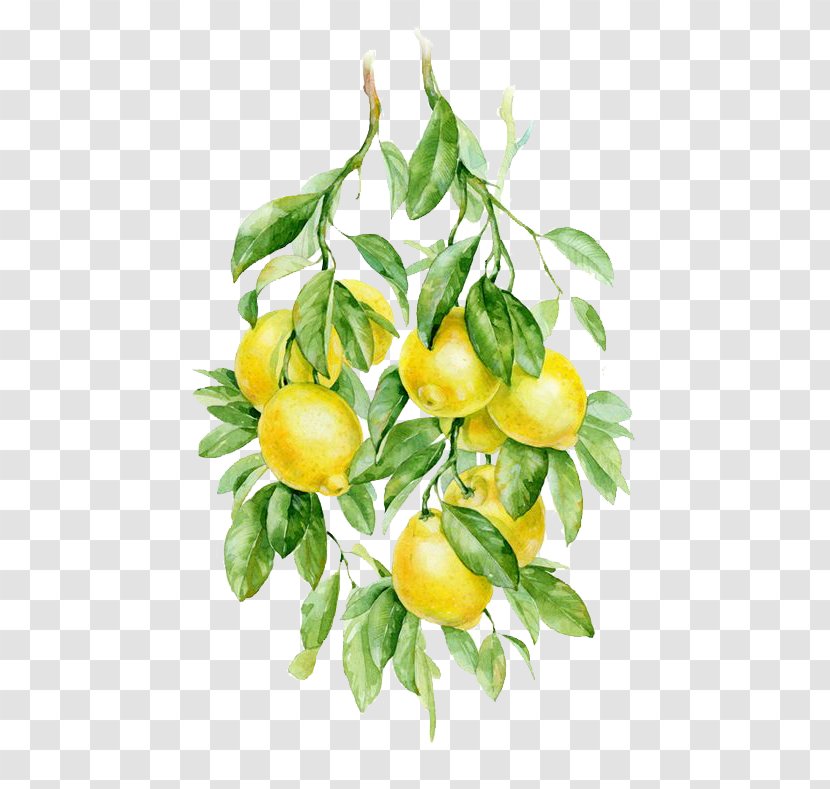 Watercolor Painting Fruit Auglis Botanical Illustration - Lemon Transparent PNG