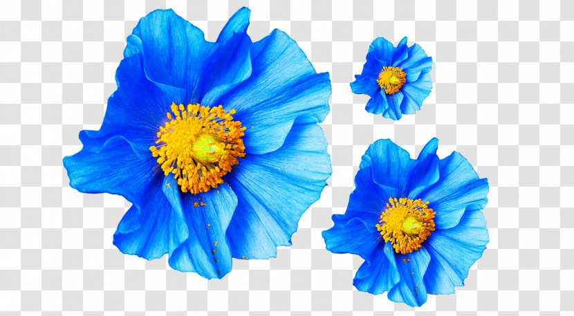 Poppy Flower Blue Papaver Nudicaule Petal - Meconopsis Betonicifolia - Golden Flowers Transparent PNG