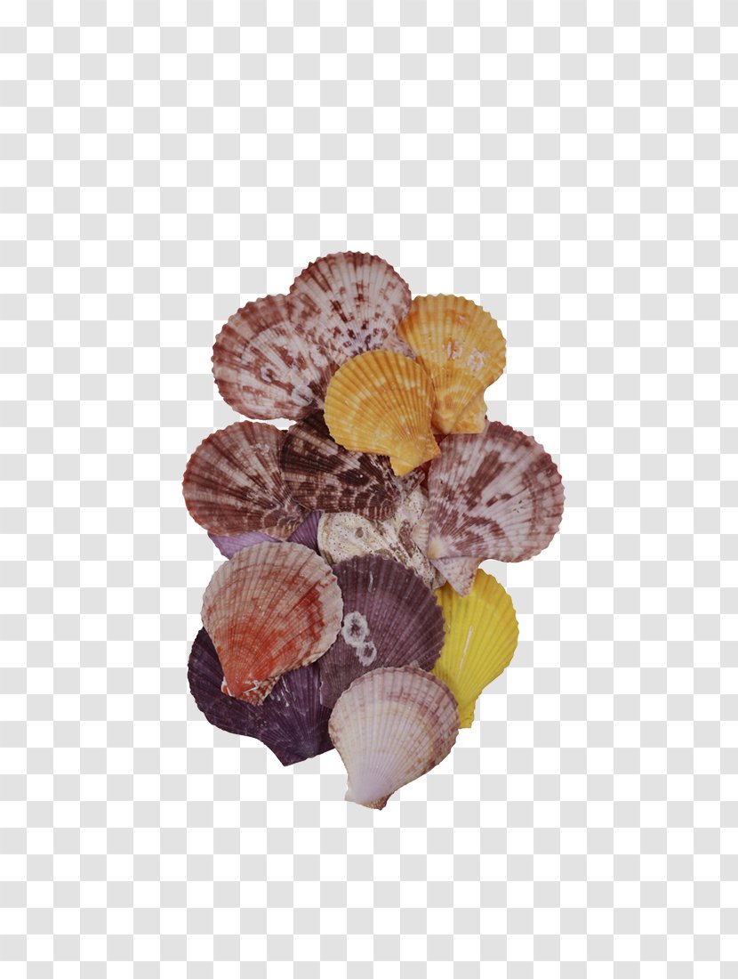 Seashell Pecten Abalone Clam Iridescence - Marine Life Transparent PNG