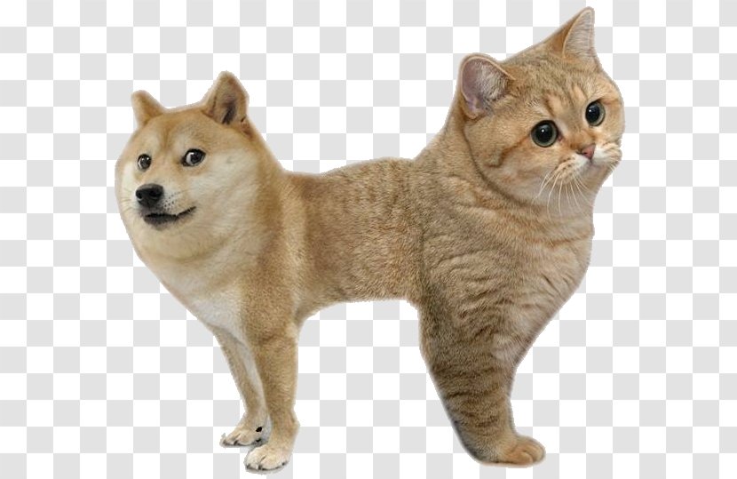 Shiba Inu Doge Cat Animal - Heart - Dogcat Relationship Transparent PNG