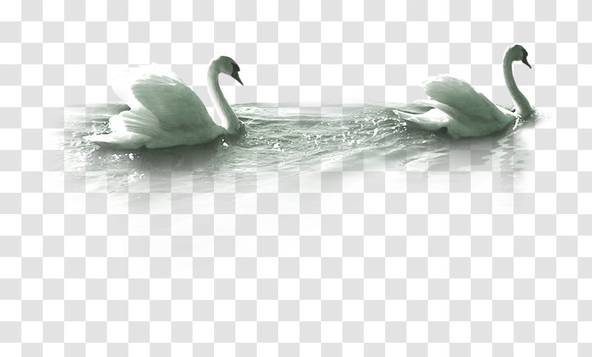 Mute Swan Goose - Duck - Swans Transparent PNG