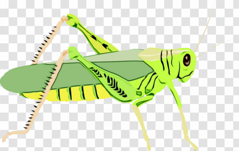 Grasshopper Insect Locust Cricket Icon Transparent PNG