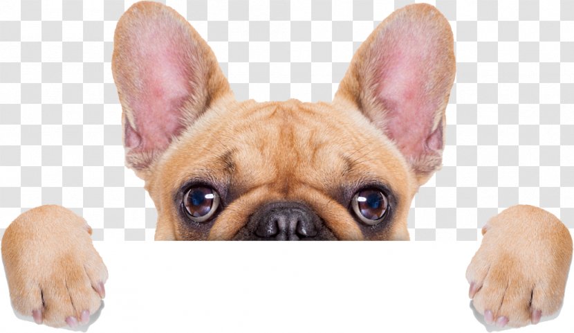 Dog Cat Animal Shelter Rescue Group Donation - Puppy Transparent PNG