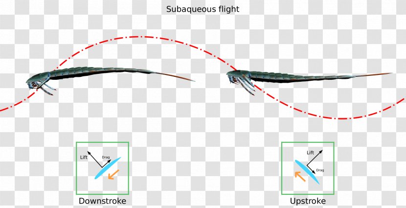 Eurypterus Eurypterid Silurian Period Fossil - Plane Transparent PNG