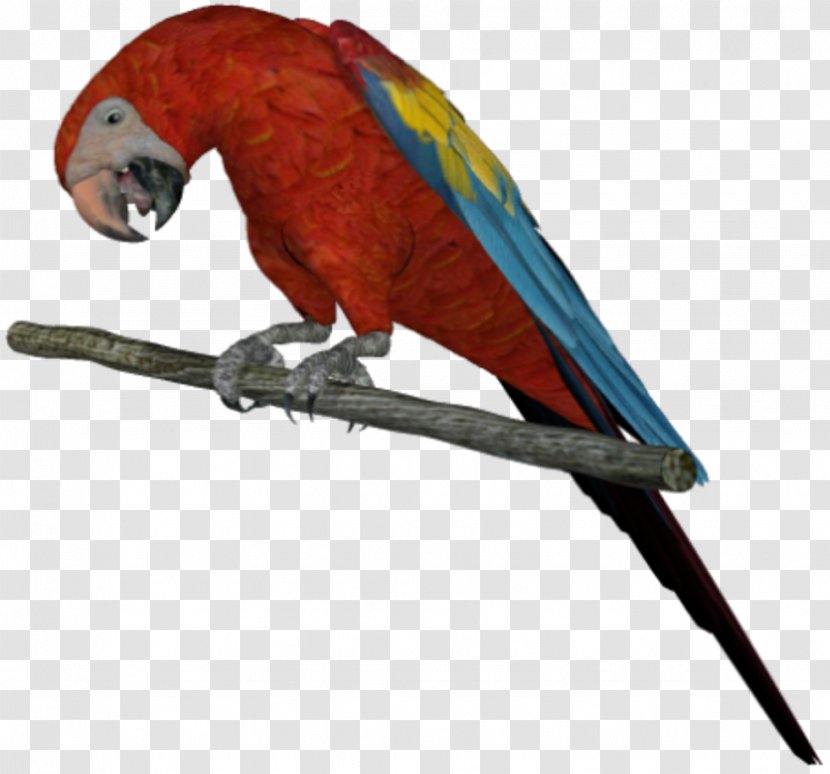 Budgerigar Bird Beak Parakeet Transparent PNG