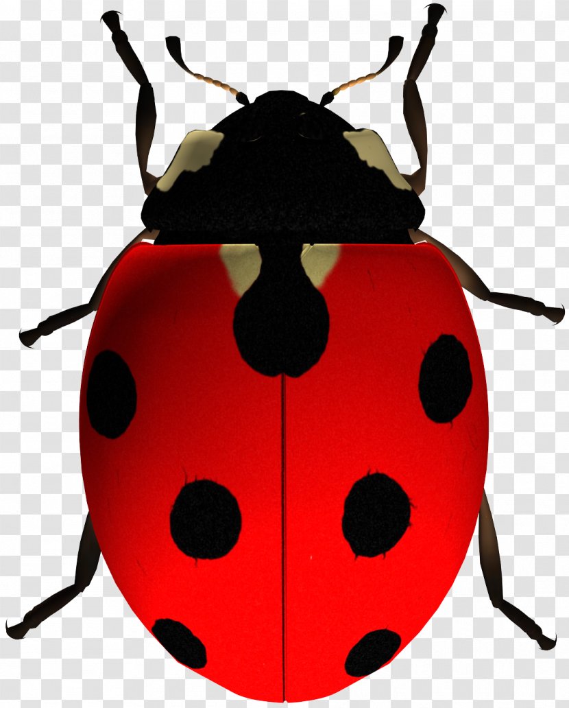 Insect Clip Art Ladybird Beetle The Ladybug Transparent PNG