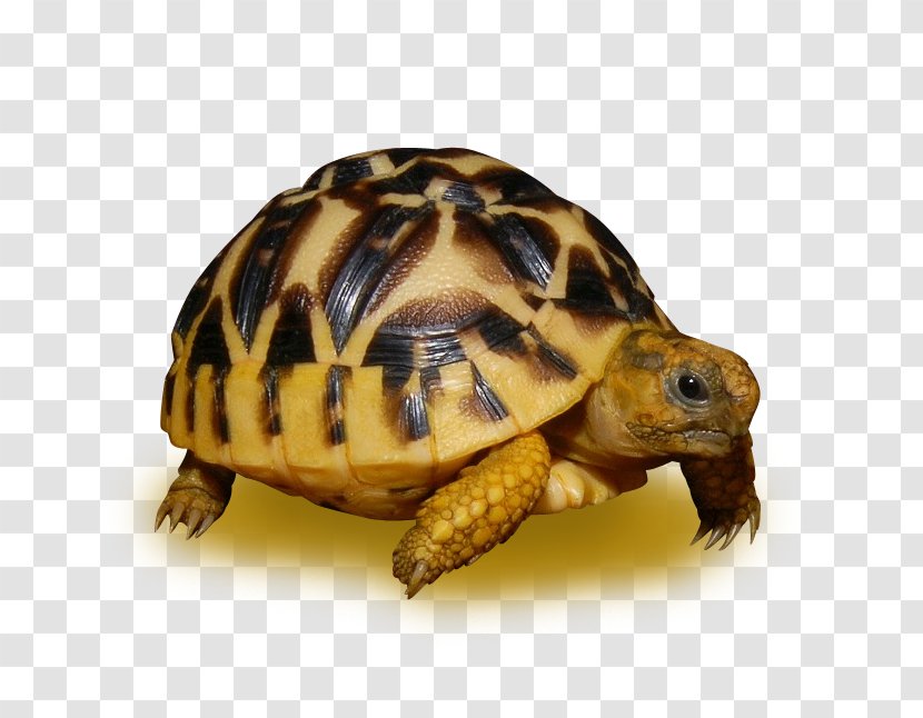 Sea Turtle Background - Box - Gopher Tortoise Terrapin Transparent PNG