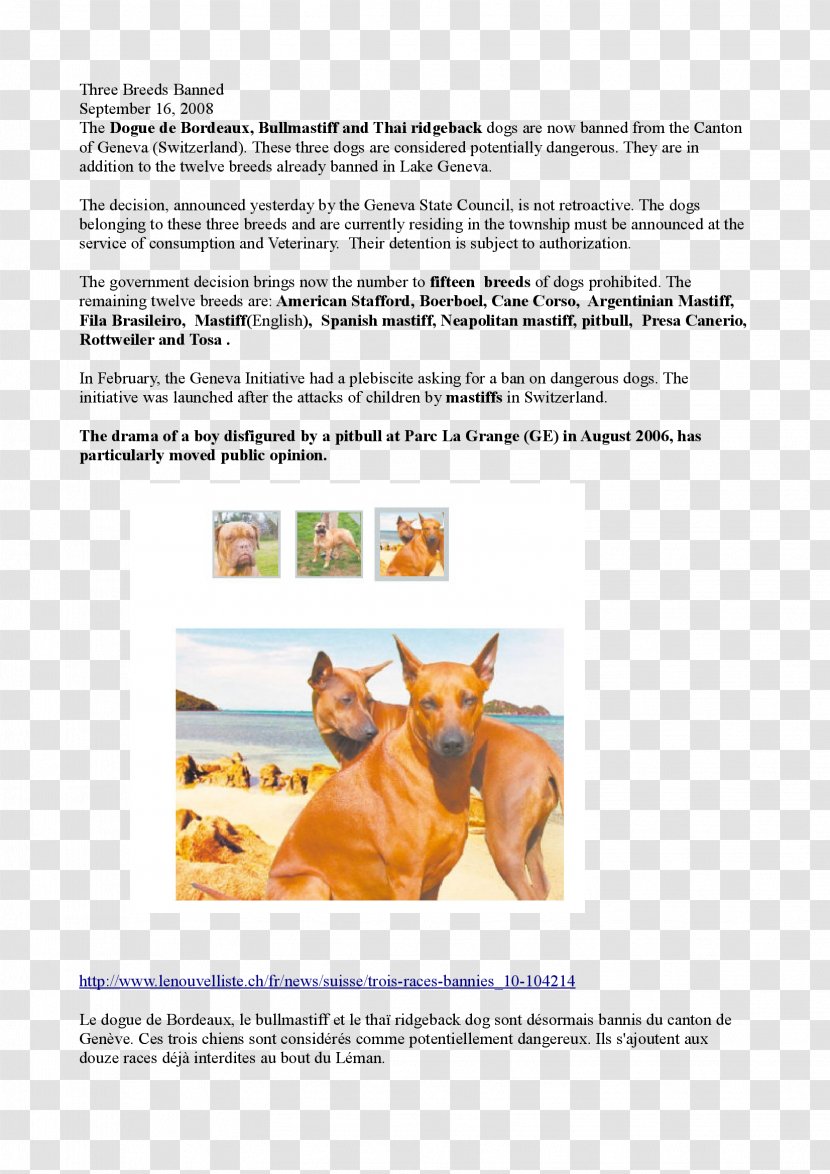 Horse Brochure Transparent PNG