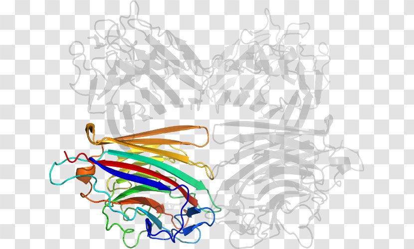 Invertebrate Line Art Clip - Heart - Design Transparent PNG