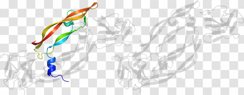 Mammal Line Art Drawing - Frame - Design Transparent PNG
