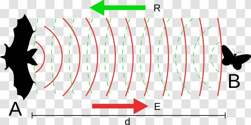 Bat Animal Echolocation Sonar Wave - Bats Clipart Transparent PNG