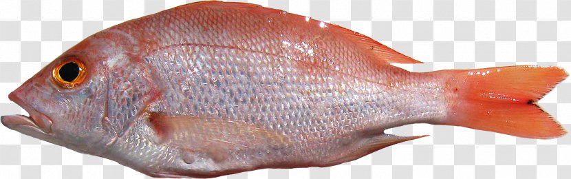 Northern Red Snapper Fish Lutjanus Purpureus Seafood - Fisch Transparent PNG